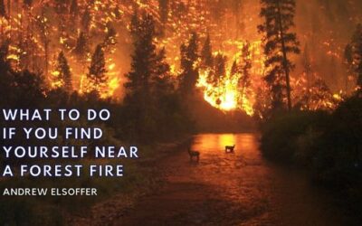 What to Do If You Find Yourself Near a Forest Fire